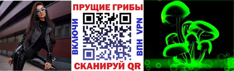 Псилоцибиновые грибы Psilocybe  купить наркоту  Дигора 